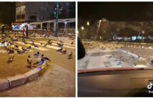 На социјалните мрежи се шири видео од Сараево: Што правaт врани на улица навечер?