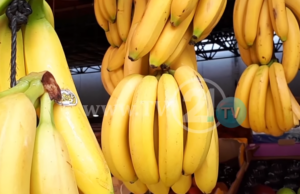 20 интересни факти за бананите