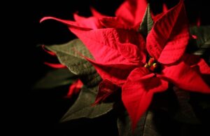 Божиќна ѕвезда – украс за новогодишните и божиќните празници