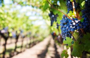 Знаете ли дека лушпите од грозјето содржат квасец? – Еве уште неколку интересни факти