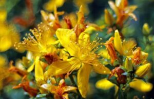 Оваа билка лекува депресија, го брка стравот, ги смирува нервите