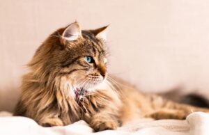 Сакате ново милениче? Треба да го знаете ова пред мачката да дојде во вашиот дом