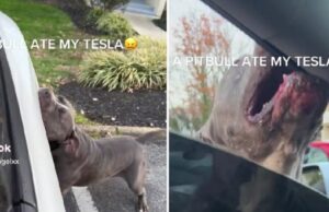 Пит бул за неколку минути „изеде“ Тесла возило