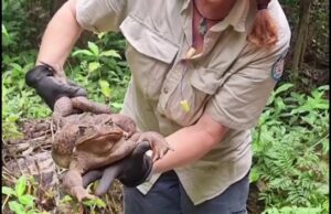 Џиновска жаба ги шокираше австралиските ренџери