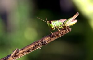 ЕУ донесе нови регулативи: Од денеска може да се јадат штурци, a од четврток и ларви