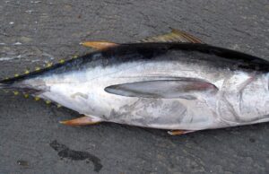 Јапонија: Туна продадена за 257.000 евра