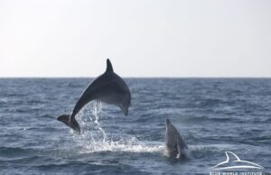 Мајкa и младенчиња во игра: 12 делфини снимени во близина на Лошињ