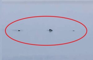 ВИДЕО: Втората по големина риба во светот е снимена во близина на Пула