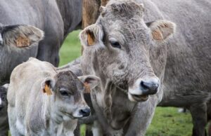 Случај на кравјо лудило во Холандија