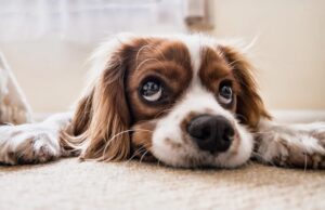 Дали знаете дека кучињата можат да бидат и деснаци и леваци?