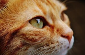 Дали имате мачка? Ако сакате да ги разберете, треба да го знаете ова