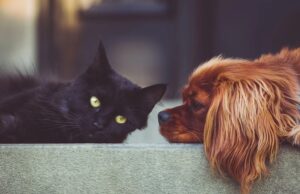 Од намален стрес до алергии: добрите и лошите страни на споделување кревет со куче