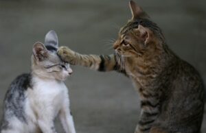 Дали вашата мачка е разиграна или агресивна? 6 знаци на кои треба да внимавате