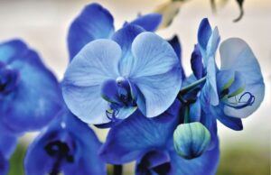 Орхидеите можат да цветаат преку цела година, само морате да ги почитувате овие 8 правила