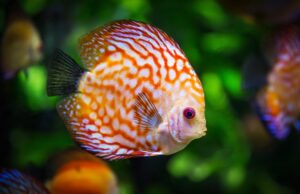 Мислевте дека вашето домашно милениче е проблематично? Оваа риба трошела пари од кредитната картичка на сопственикот