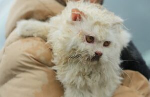 ФОТО: Турски војник спасил мачка од урнатините во Дијарбекир