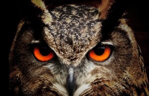 Вандал го уништи домот на еден од најголемите бувови – сега е слободен