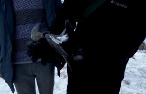 ВИДЕО: Во Турција спасен и папагал – 50 часа бил под урнатините