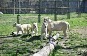 ФОТО: Луна, Ана и Хана слават прв роденден