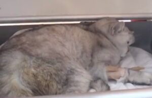 Не се вели залудно дека имаат 9 животи: Мачка извлечена од урнатините во Турција 49 дена по земјотресот