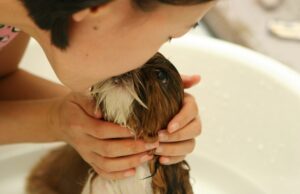 Колку често треба да се капе куче?