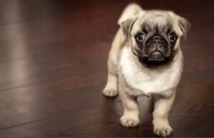 Оваа храна никогаш не треба да ја давате на домашни миленици