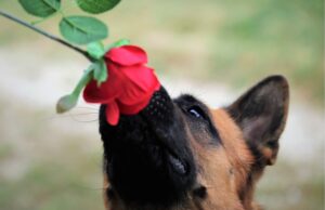 Десет вообичаени стравови и фобии кај кучињата