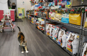 Ретка габична инфекција пристигна во Европа, ја пренесуваат мачки и може да влијае на очите, белите дробови, коските и зглобовите