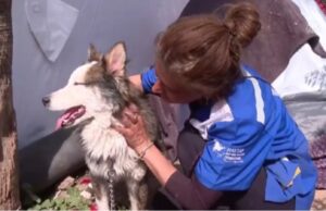 Не е повредена: По 23 дена, куче извлечено од урнатините во Турција