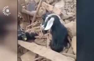 ВИДЕО: Кози извлечени живи 26 дена по земјотресот