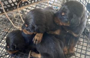 Kуче и 3 малечки кои неодамна се родиле се спасени од урнатините во Турција по 28 дена