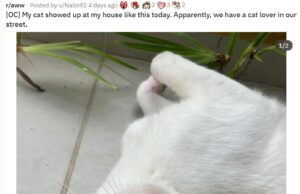 ФОТО: Белата мачка се врати од прошетка покриена со траги од розов кармин