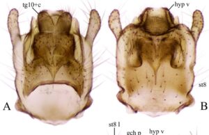 ФОТО: Нов вид инсекти е пронајден во Неретва
