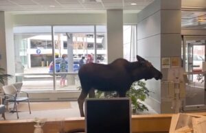 Лос влегол во болница и почнал да џвака растенија