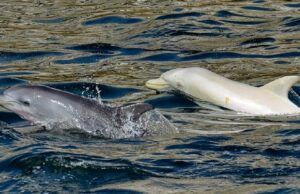Редок албино делфин виден за прв пат во Африка