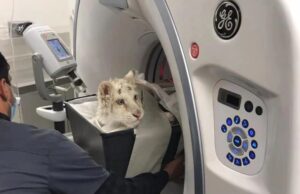 Извршена евтаназија на болното бело тигарче оставено пред Зоолошката во Атина