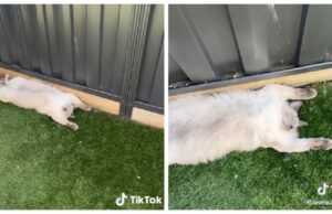 Оваа мачка сака да спие во необична поза, сопственикот вели: Морам да проверам дали е жива