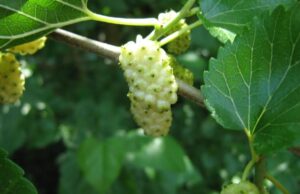 Како влијае телесната тежина на дијабетот?