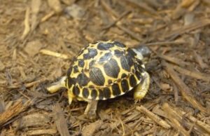 90-годишната желка ги добила првите три потомци