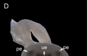 Во водите откриен нов вид отровна медуза – има 24 очи и телото е во форма на коцка