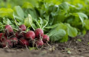 Овој дел од омилениот пролетен зеленчук е потценет и има многу витамин Ц