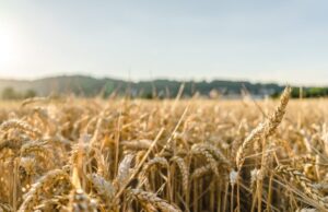 ЕУ е против ограничување на слободната трговија со Украина