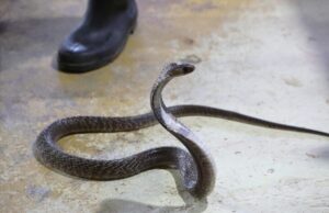 „Слеп“ патник на лет во Јужна Африка – кобра во кабината, пилотот го приземји авионот