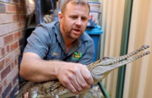 Крокодил пронајден во австралиски двор, на 2.500 километри од неговото живеалиште