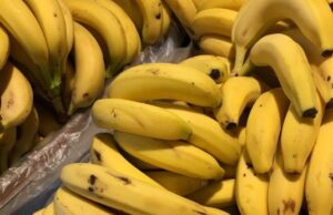 Италијанската полиција пронајде кокаин вреден 800 милиони евра скриен меѓу банани