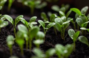 5 билки кои треба да ги држите до влезната врата: Се верува дека штитат од лоши луѓе и енергија, а носат среќа