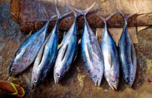 Туната станува отров ако често ја јадете