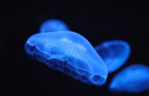 (ВИДЕО) Откриен нов вид отровна медуза – има 24 очи!