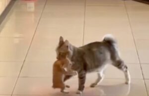 ВИДЕО: Добри луѓе нахраниле мачка, таа ги изненадила со својот потег