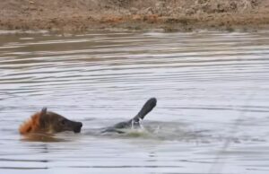 ХИЕНА ПЛИВА НА ГРБ! Необична снимка го воодушеви целиот интернет (ВИДЕО)